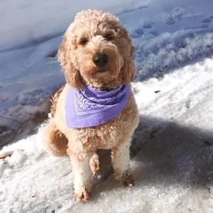 Meet your Posher, Sheila